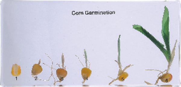 Corn Germination M11002