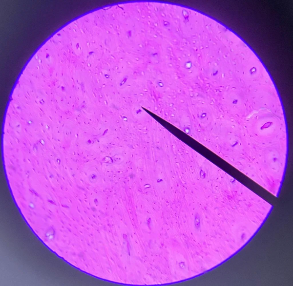 Zoology Set of 25 Slides