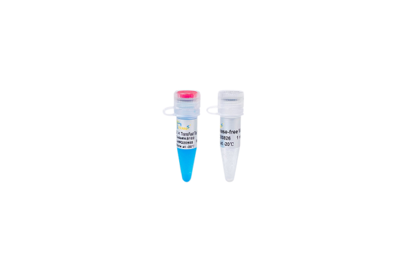 2?TransFast Taq PCR SuperMix (+dye)